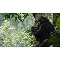 Kenya & Uganda Gorilla Overland: Forests & Wildlife Spotting